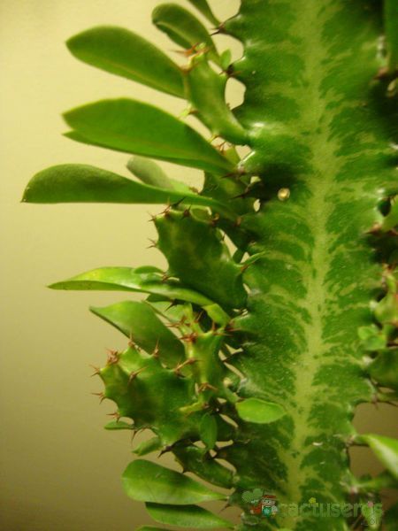 Una foto de Euphorbia trigona