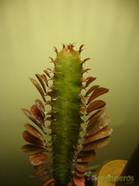 A photo of Euphorbia trigona var. rubra