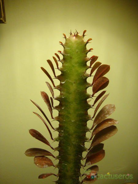 A photo of Euphorbia trigona var. rubra