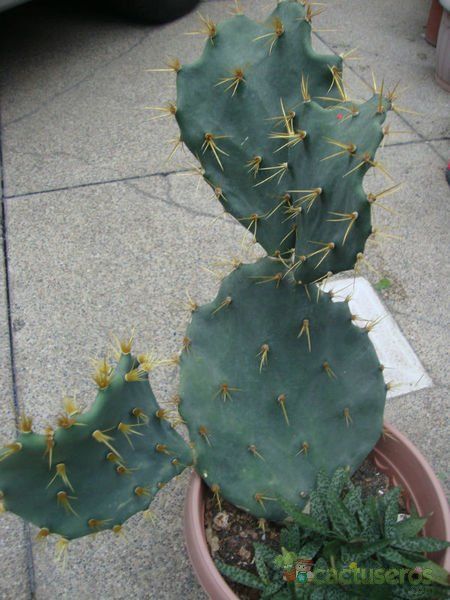 A photo of Opuntia dillenii
