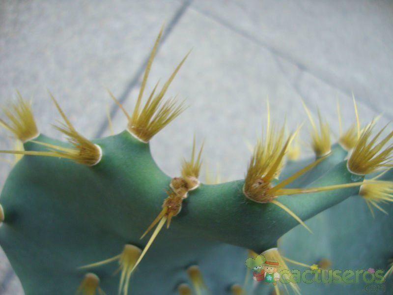 A photo of Opuntia dillenii