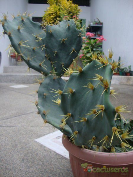 A photo of Opuntia dillenii