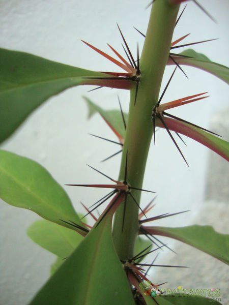 A photo of Pereskia grandifolia