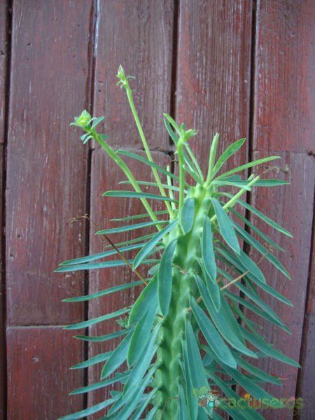 Una foto de Euphorbia loricata  
