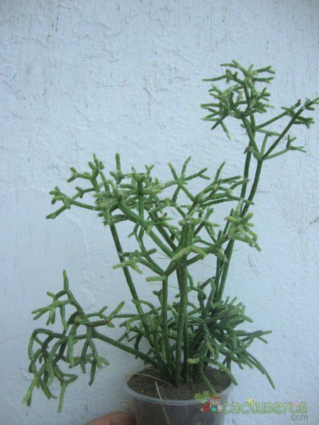 A photo of Rhipsalis cereuscula