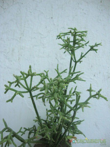 A photo of Rhipsalis cereuscula