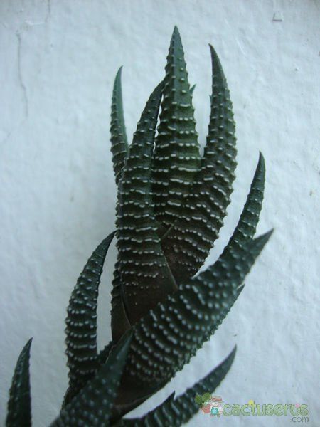 A photo of Haworthia coarctata var. adelaidensis