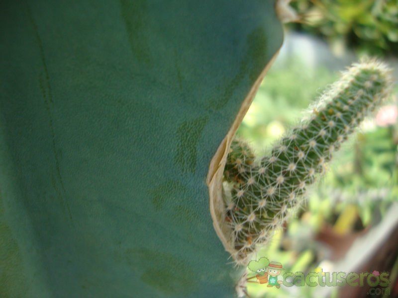 Una foto de Cereus jamacaru