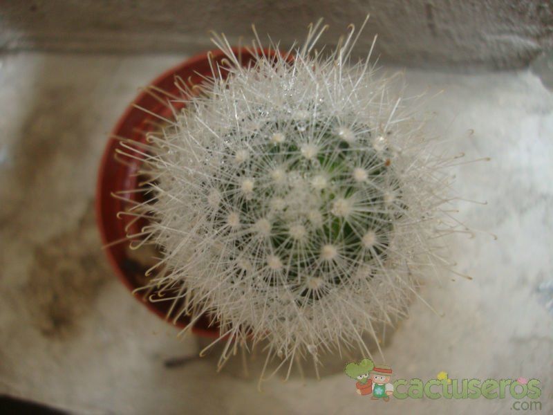 A photo of Mammillaria senilis