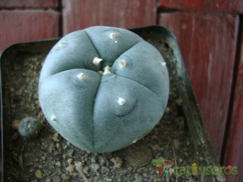 A photo of Lophophora williamsii