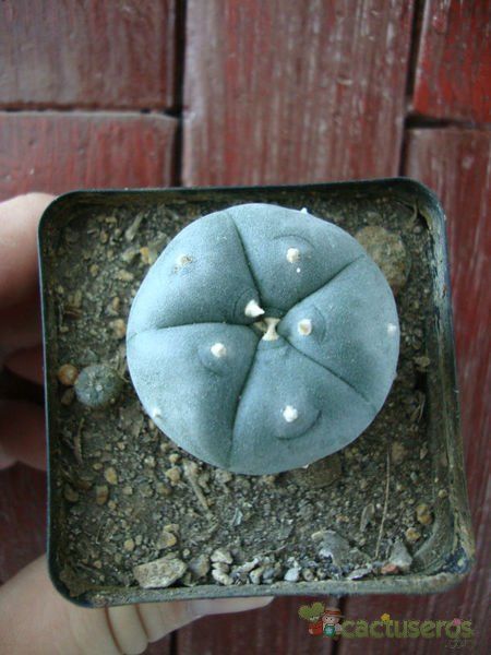 A photo of Lophophora williamsii