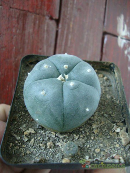 A photo of Lophophora williamsii