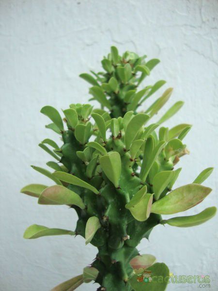 Una foto de Euphorbia undulatifolia