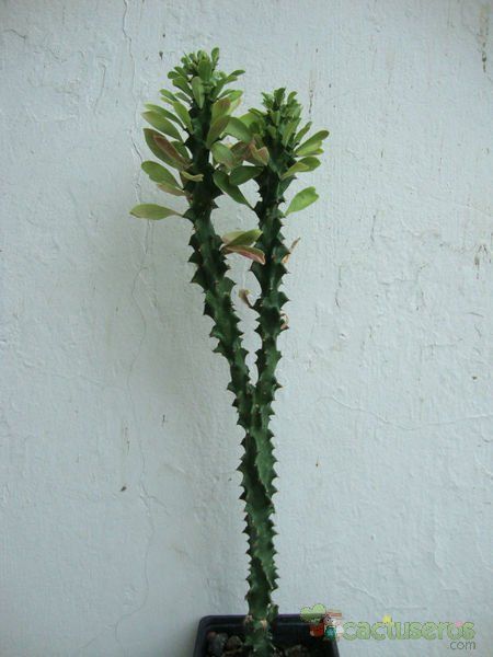 Una foto de Euphorbia undulatifolia