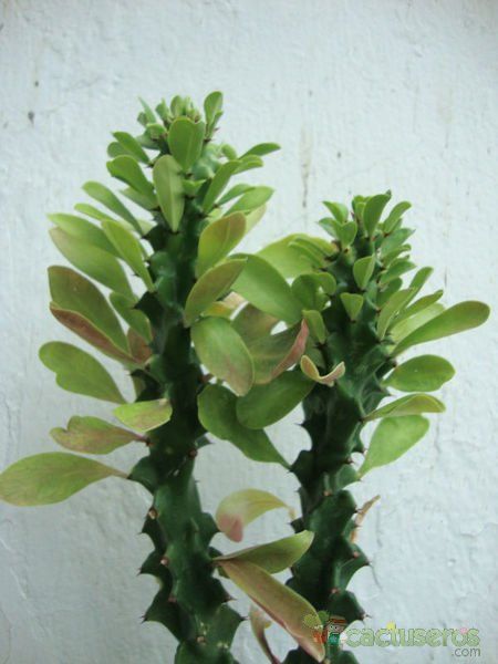 Una foto de Euphorbia undulatifolia