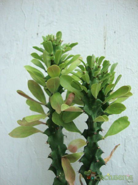 Una foto de Euphorbia undulatifolia