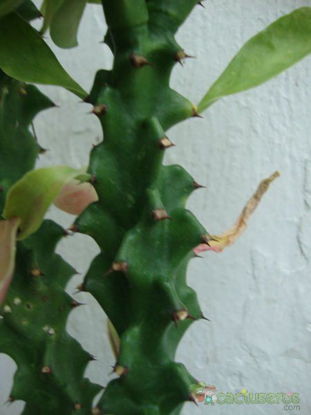Una foto de Euphorbia undulatifolia