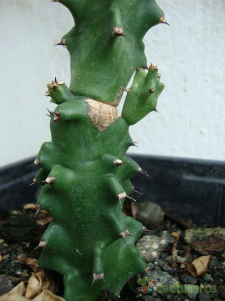 Una foto de Euphorbia undulatifolia