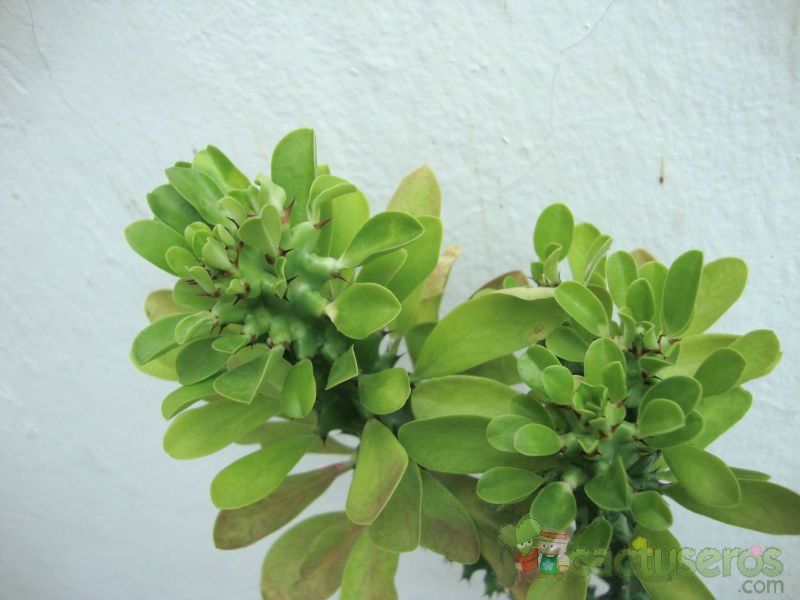 Una foto de Euphorbia undulatifolia