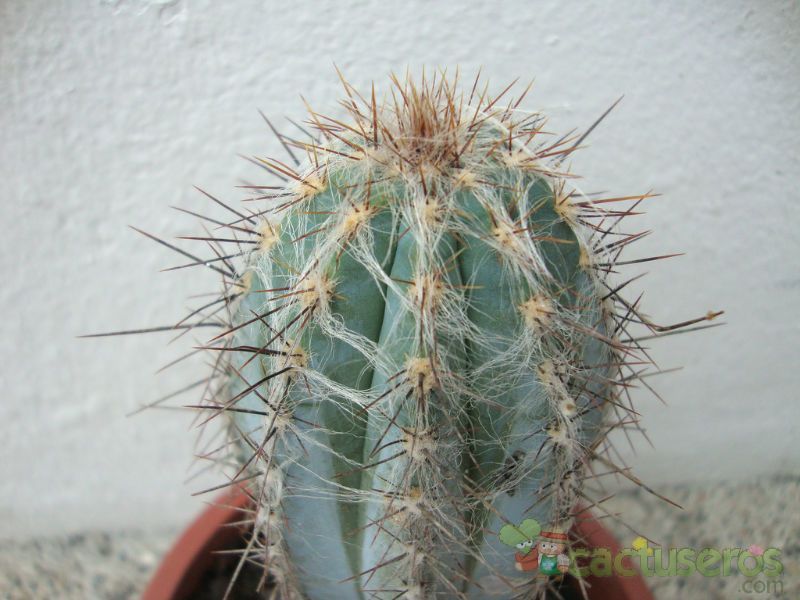 A photo of Pilosocereus tweedyanus