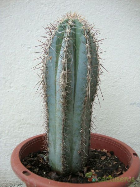 A photo of Pilosocereus tweedyanus