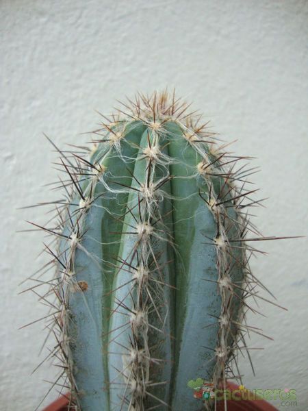 A photo of Pilosocereus tweedyanus