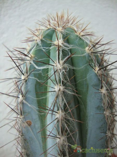 A photo of Pilosocereus tweedyanus
