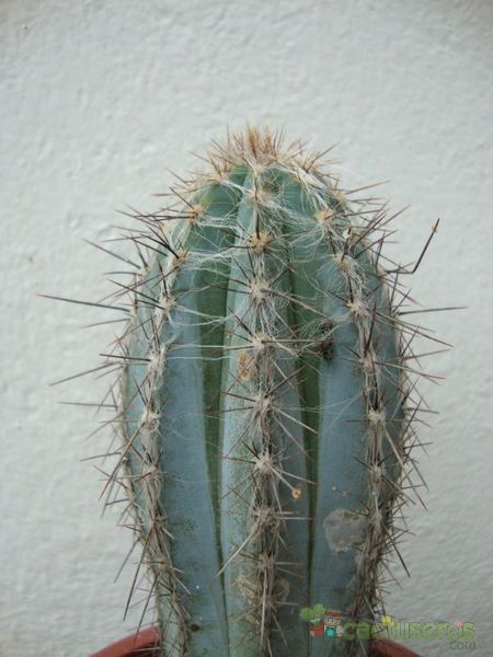 A photo of Pilosocereus tweedyanus