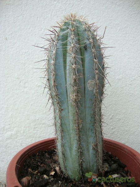A photo of Pilosocereus tweedyanus
