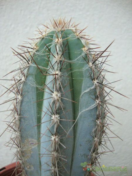 A photo of Pilosocereus tweedyanus