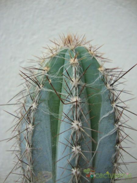 A photo of Pilosocereus tweedyanus