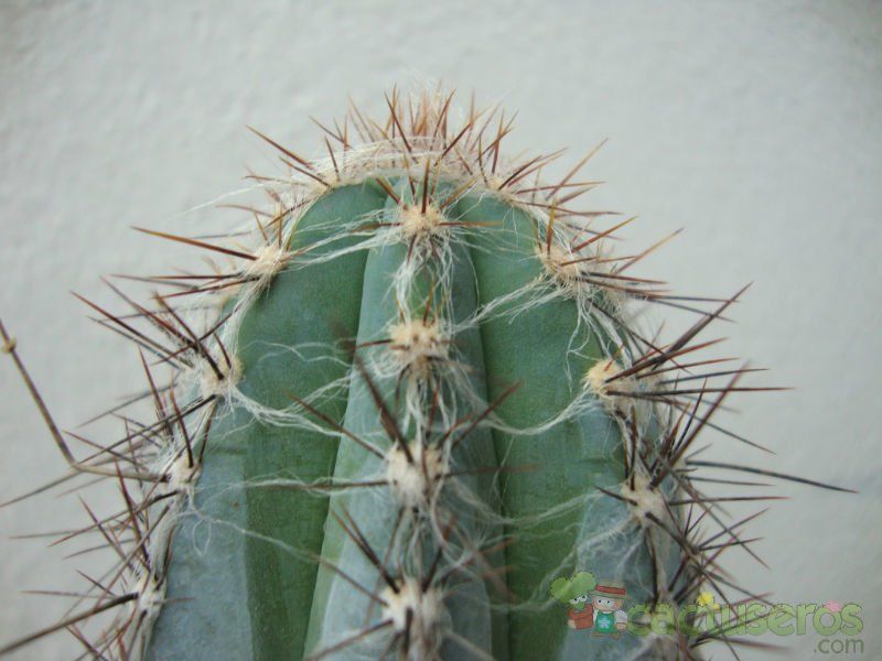 A photo of Pilosocereus tweedyanus