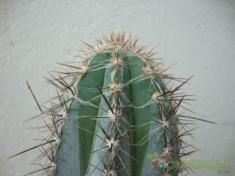 A photo of Pilosocereus tweedyanus