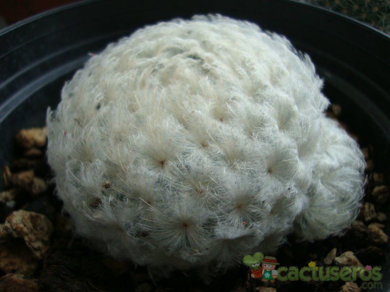 Una foto de Mammillaria plumosa