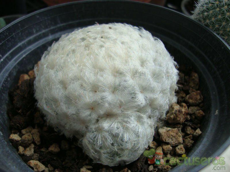 Una foto de Mammillaria plumosa