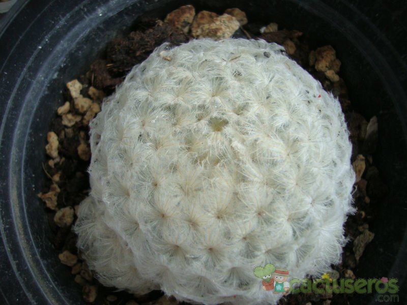 Una foto de Mammillaria plumosa