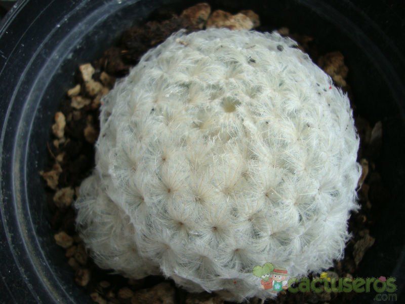 Una foto de Mammillaria plumosa
