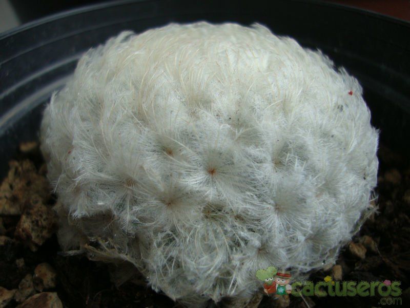 Una foto de Mammillaria plumosa