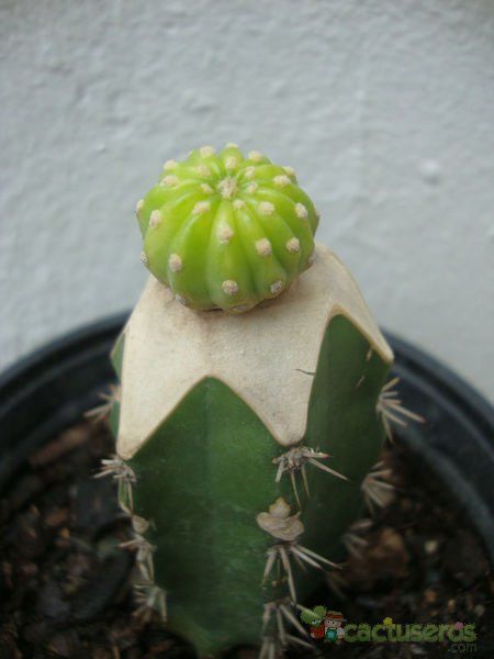A photo of Echinopsis cv. stars and stripes