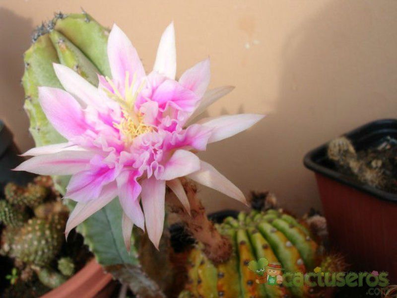 A photo of Echinopsis cv. stars and stripes