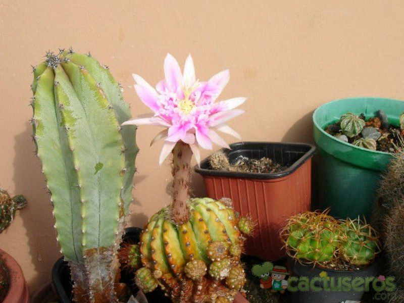 A photo of Echinopsis cv. stars and stripes