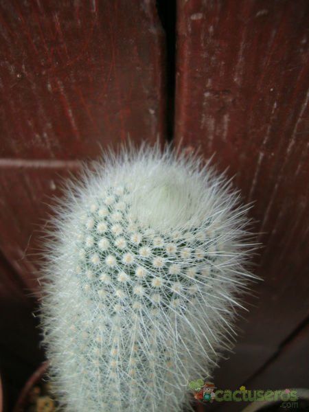 A photo of Parodia nivosa