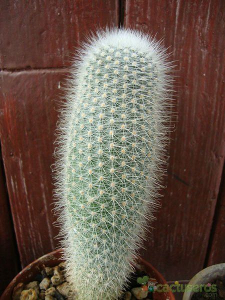 A photo of Parodia nivosa