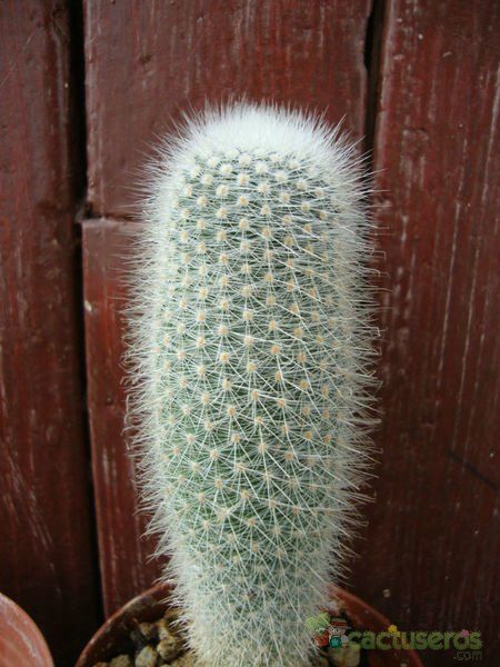 A photo of Parodia nivosa