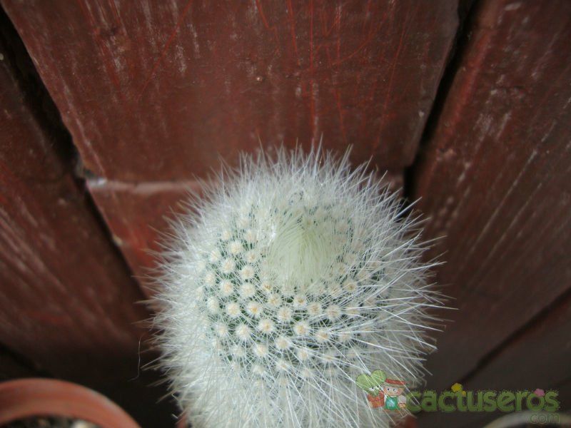 A photo of Parodia nivosa