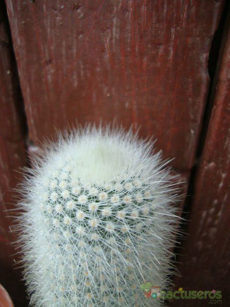 A photo of Parodia nivosa