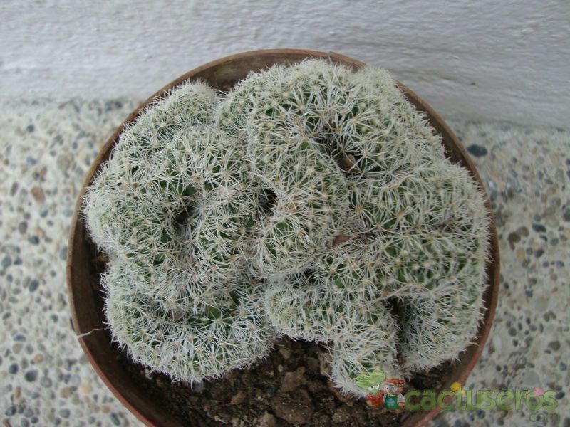 Una foto de Mammillaria elongata fma. crestada