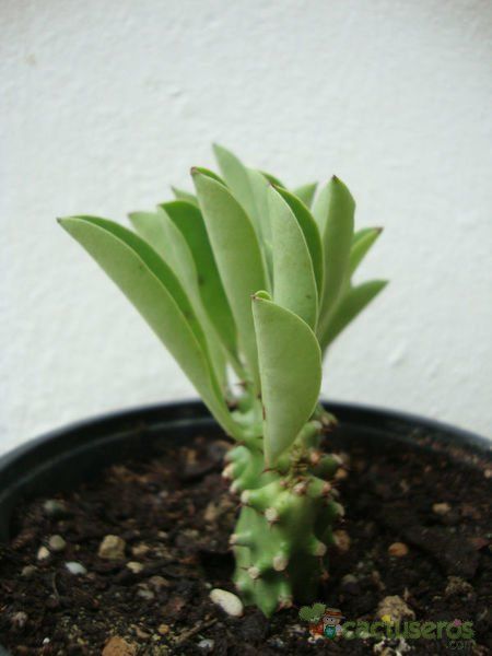 A photo of Euphorbia nerifolia