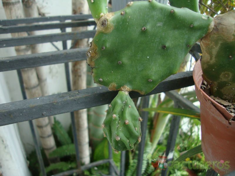 Una foto de Opuntia monacantha