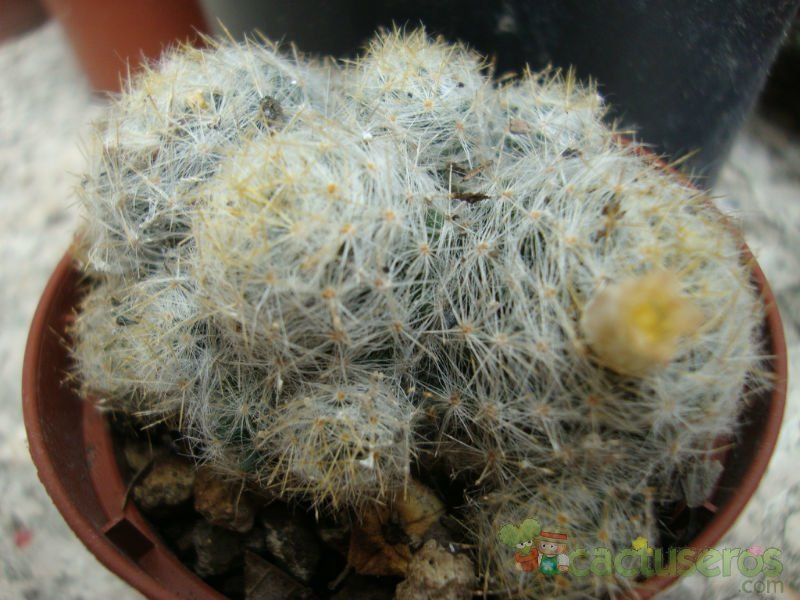 A photo of Mammillaria prolifera ssp. haitiensis